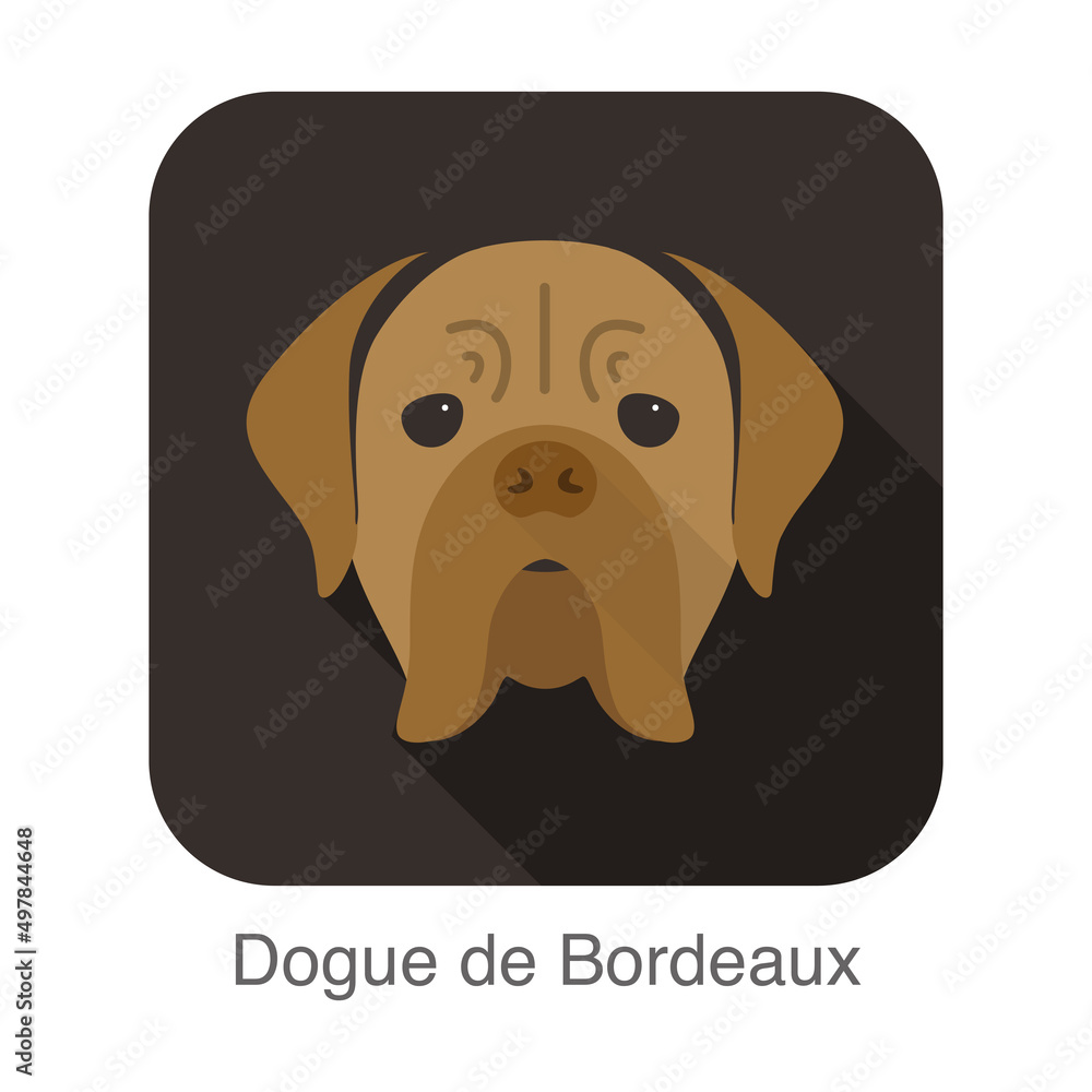 Dogue de bordeaux dog face portrait flat icon design, vector illustration