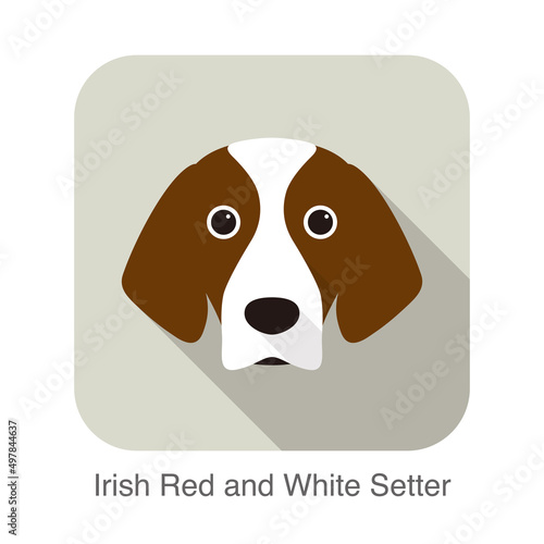 Irish red and white setter terrier dog face portrait, vector illustration