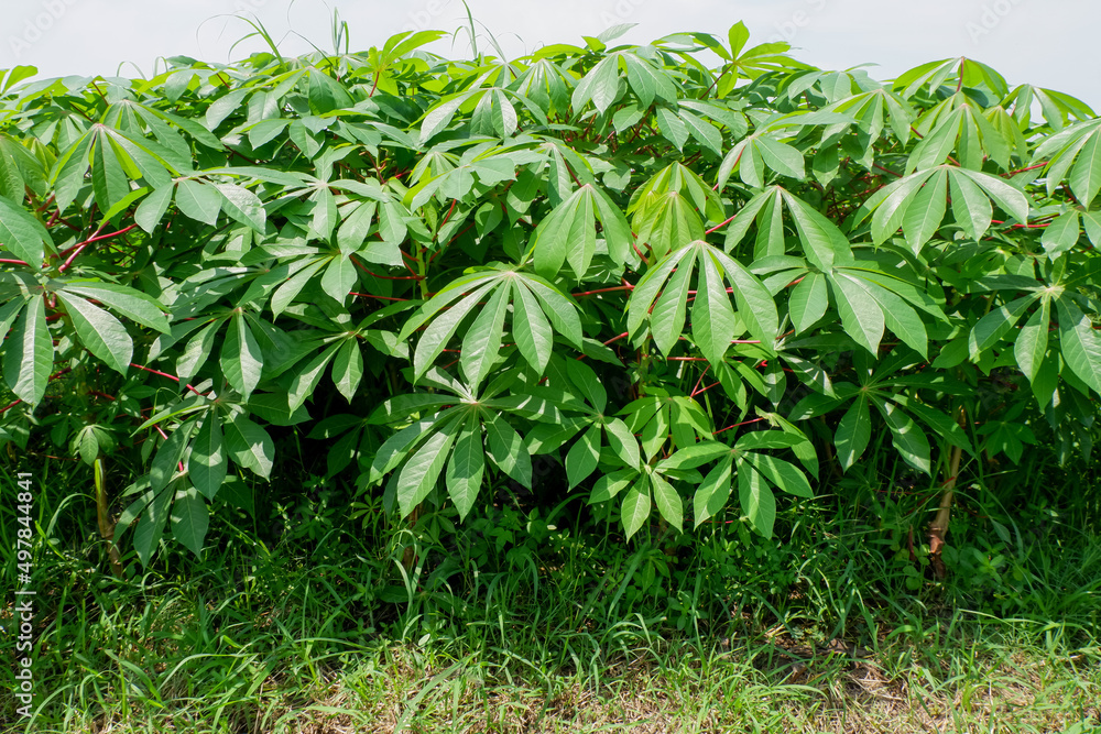 cassava trees in the fields, young cassava leaves as vegetables can be processed into stir-fried cassava leaves. Manihot utilissima.