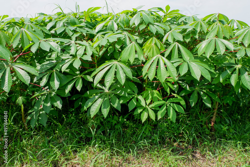 cassava trees in the fields, young cassava leaves as vegetables can be processed into stir-fried cassava leaves. Manihot utilissima.