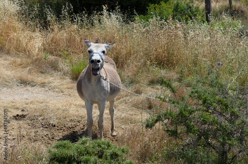 Domestic donkey on a pasture on a sunny day  Rhodes  Greece 