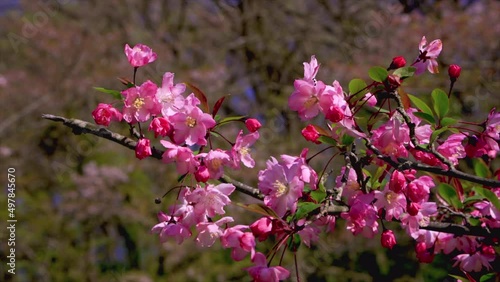 Wallpaper Mural Japanese cherry tree Red flower 02 Tokyo 東京 桜 2022年 Torontodigital.ca