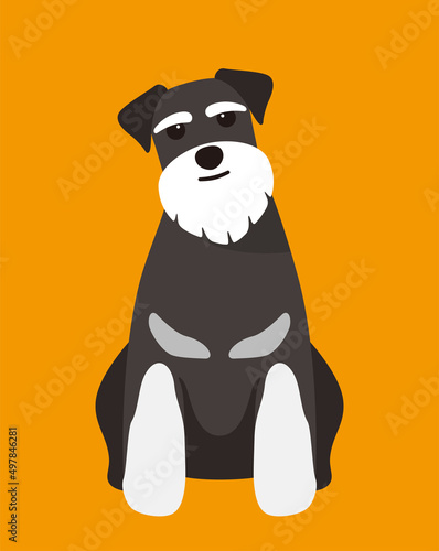 Schnauzer dog is sitting waiting for the master's order
