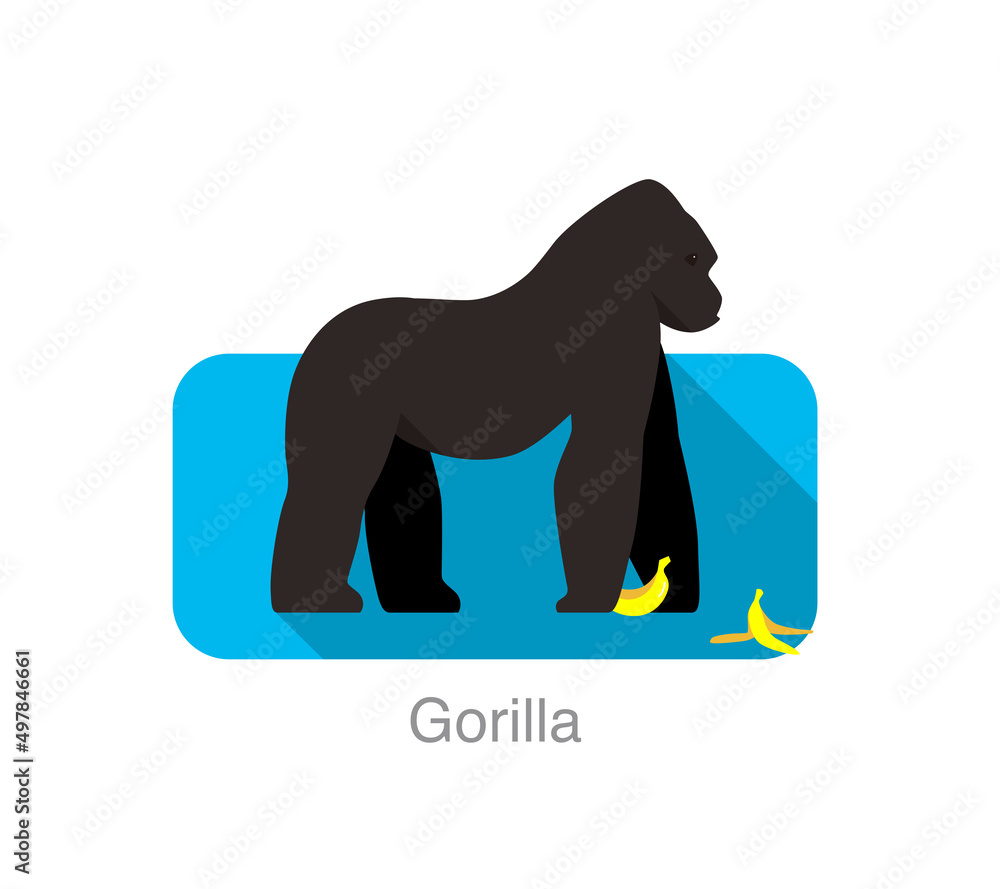 Strong gorilla eating banana , vector illustration