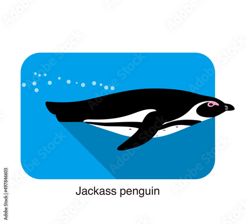 Jackass penguin standing on the sea