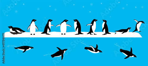 Adelie Penguin standing on the ground, slipping on the ice, swimming on the sea
