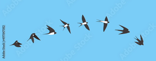 Flying sequence of swallow, multiple exposure, vector