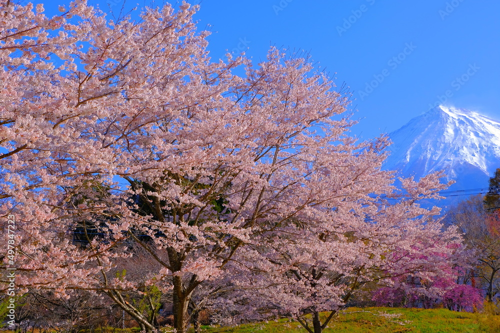 Cherry Blossoms in Sakuranosono Park and Mt. Fuji Fujinomiya City 04/08/2022 Cherry Blossoms in Sakuranosono Park and Mt. Fuji Fujinomiya City 04/08/2022