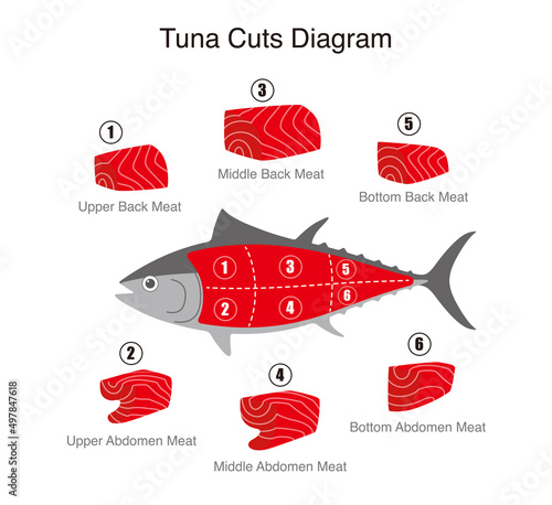 Tuna fish cuts diagram, vector illustration