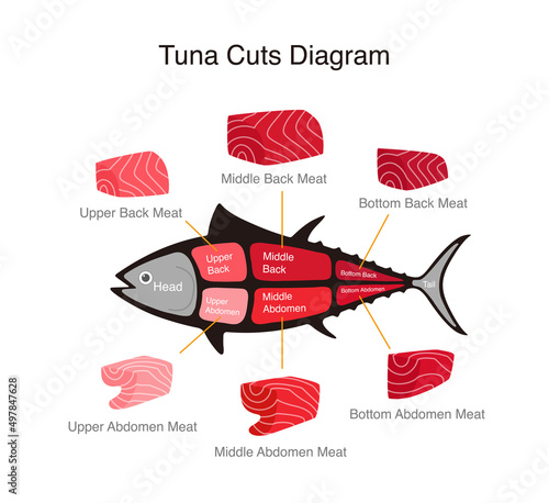 Tuna fish cuts diagram, vector illustration