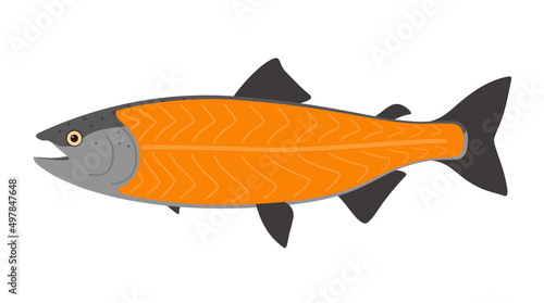 Salmon meat, seafood raw part, vector illustration