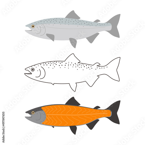 Salmon meat, seafood raw part, vector illustration
