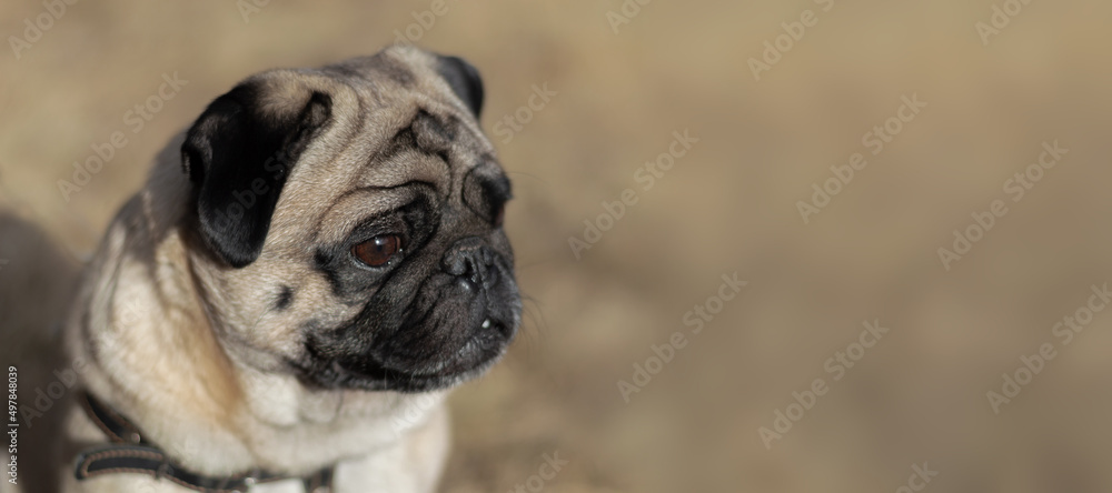 Portrait, small dog breed Pug Portrait, small dog breed Pug