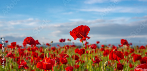 Anzac Dat. Remembrance day. Summer meadow with flowers. Red poppy flower posters, banner, header for website.
