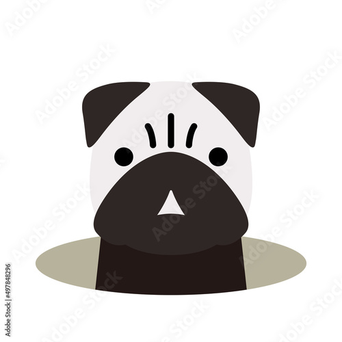 Pug come out of the hole, watching vector illustration