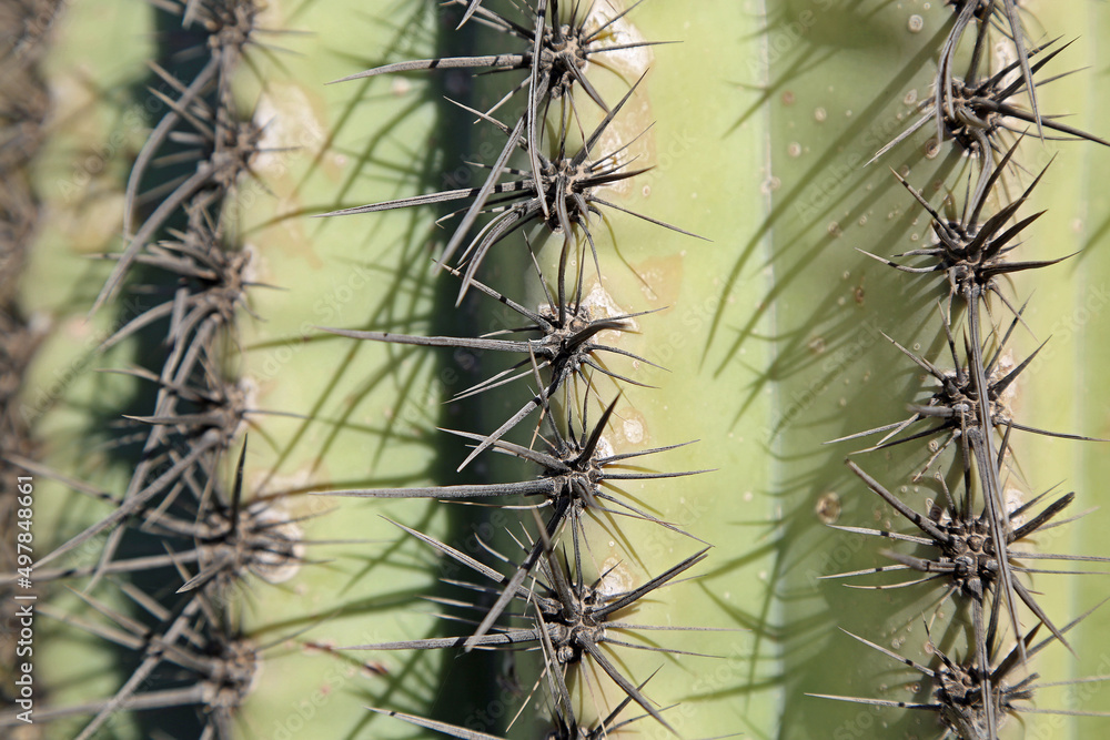 Saguaro spire - Picacho Peak State Park, Arizona Saguaro spire - Picacho Peak State Park, Arizona