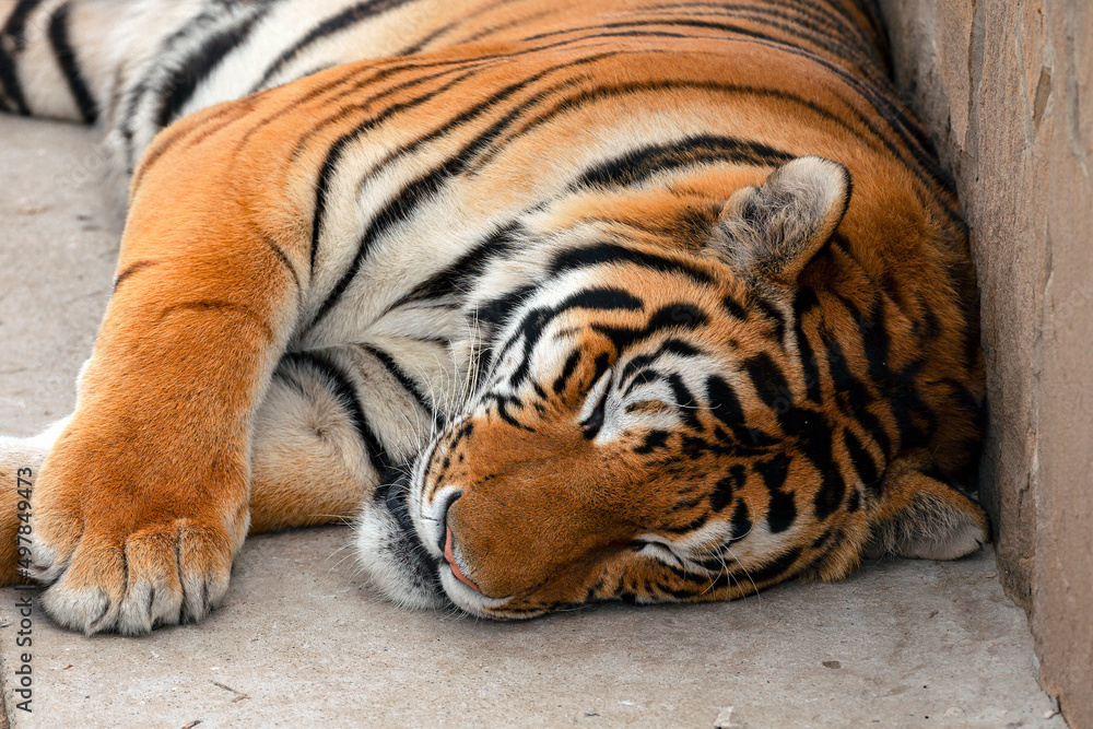 Sleeping Amur tiger close-up. Tiger's Head Sleeping Amur tiger close-up. Tiger's Head