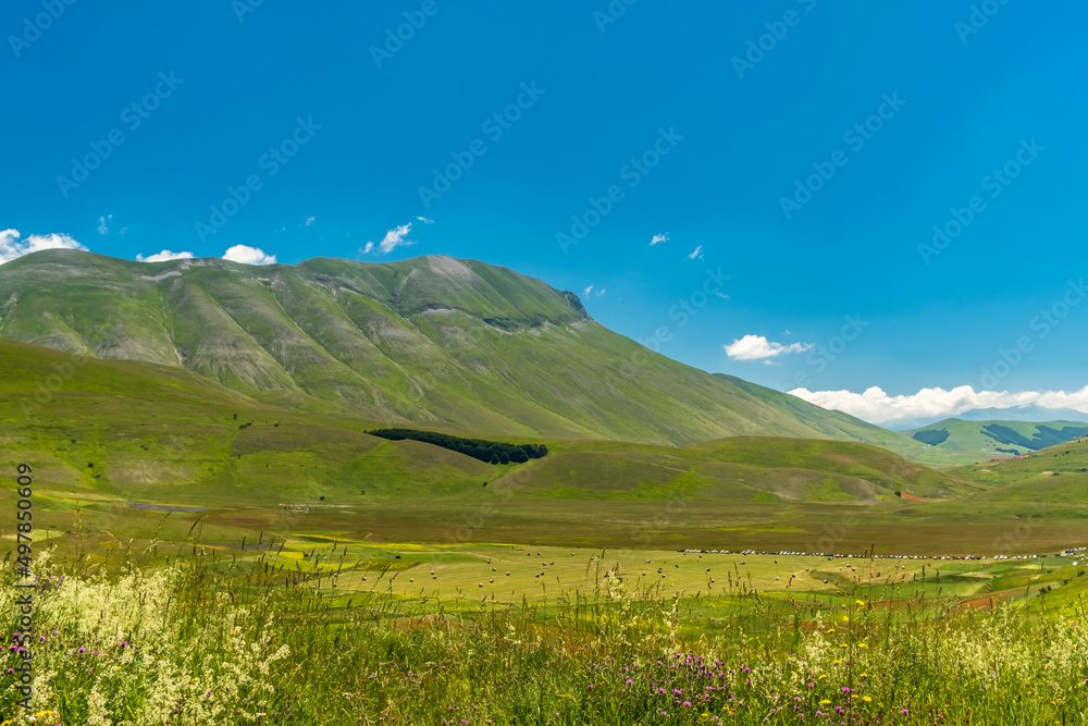 Blooming of lentil on Castelluccio di Norcia plain Blooming of lentil on Castelluccio di Norcia plain