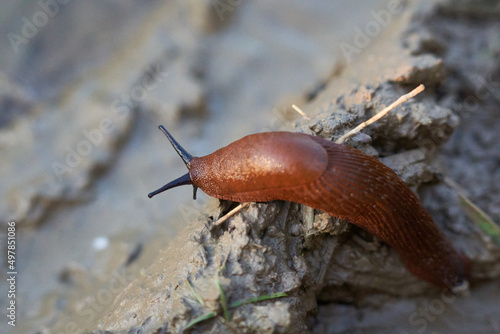 Red slug (Arion Rufus, Nacktschnecke) over brown wet earth. Top view