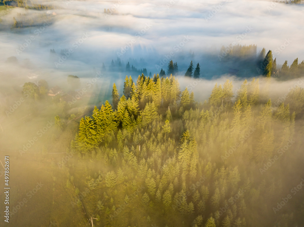 Fog envelops the mountain forest. The rays of the rising sun break through the fog. Aerial drone view. Fog envelops the mountain forest. The rays of the rising sun break through the fog. Aerial drone view.