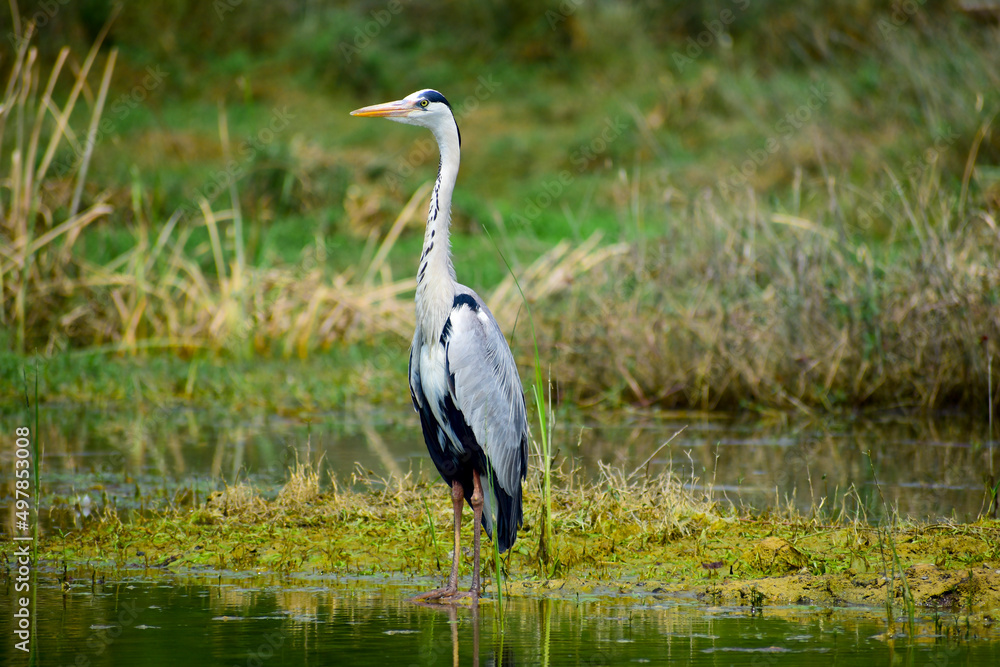 Gray heron, Ardea cinerea large common gray heron from lakes and rivers. Gray heron, Ardea cinerea large common gray heron from lakes and rivers.