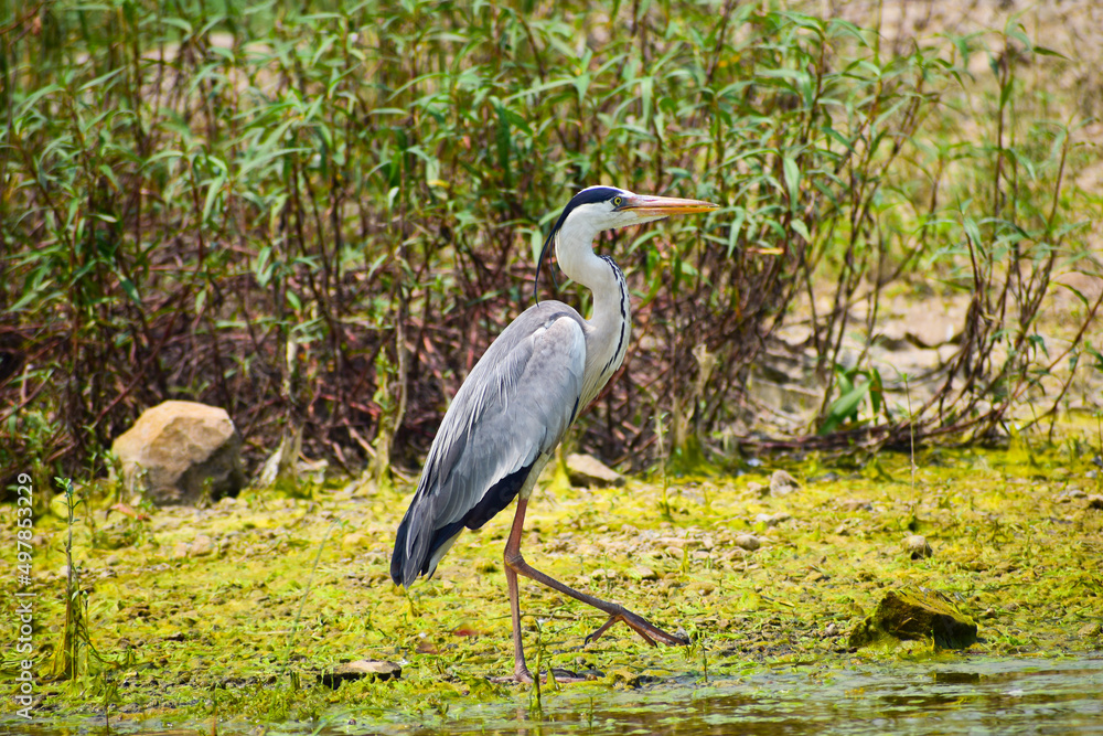 Gray heron, Ardea cinerea large common gray heron from lakes and rivers. Gray heron, Ardea cinerea large common gray heron from lakes and rivers.