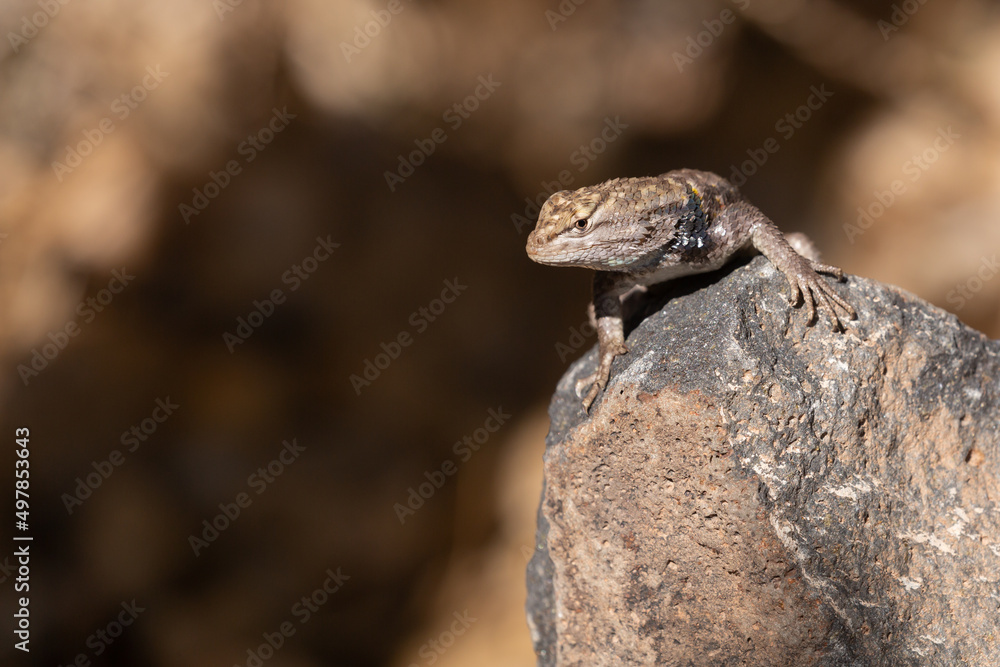 A desert spiny lizard lizard is facing the camera and sunning on a basalt rock in the morning light. A desert spiny lizard lizard is facing the camera and sunning on a basalt rock in the morning light.