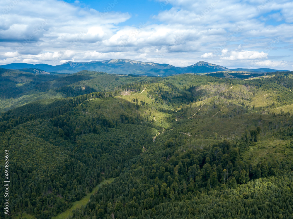 Naklejka premium Green mountains of Ukrainian Carpathians in summer. Coniferous trees on the slopes. Aerial drone view.