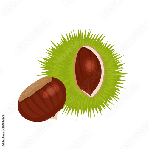 Edible chestnuts icon. Raw sweet chestnuts in green shell with spiny burrs and peeled kernel isolated. Vector cartoon flat illustration.