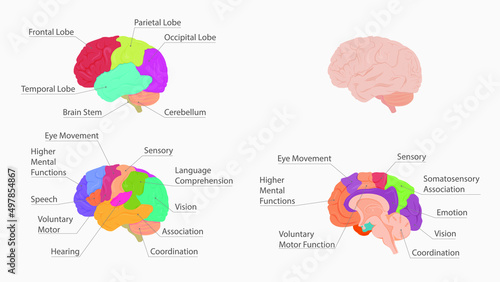 human brain anatomy