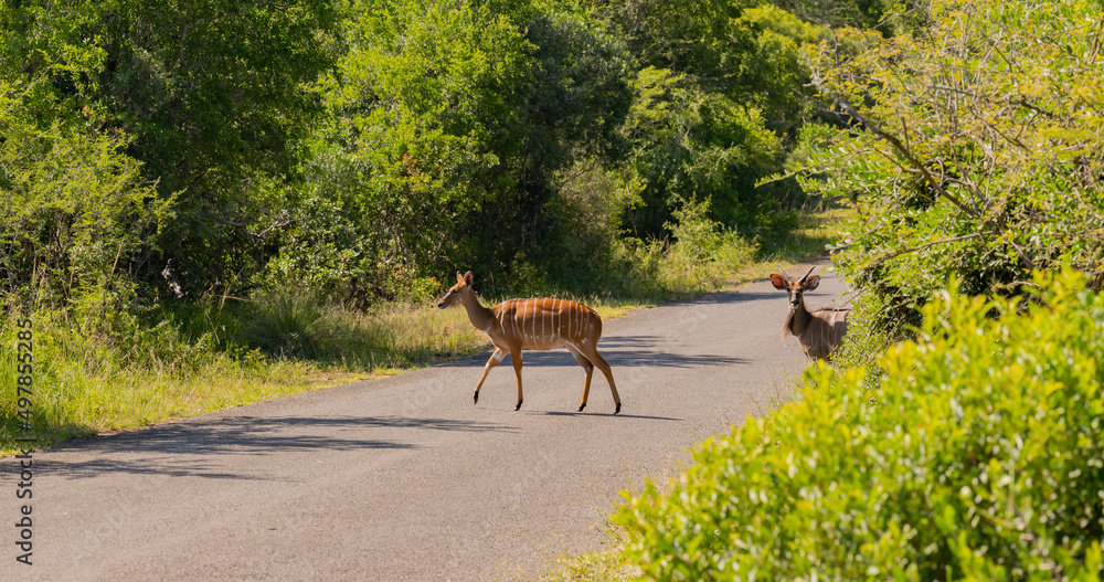 Fototapeta premium Weibliche und Männliche Nyala Antilope im Naturreservat Hluhluwe Nationalpark Südafrika