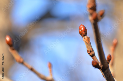 New buds of the horse chestnut
