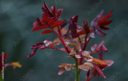 New red leaves of the garden rose