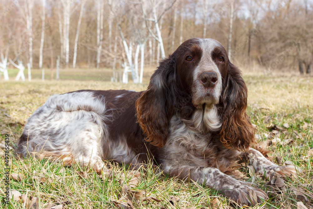 Brown spotted russian spaniel in the forest Brown spotted russian spaniel in the forest