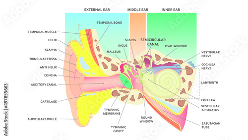 The anatomical structure of the human ear. Hear. Medic.