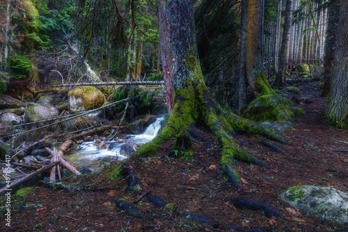 The trunk of a thick tree with powerful roots on the bank of a mountain river. The roots of the tree are covered with green moss.