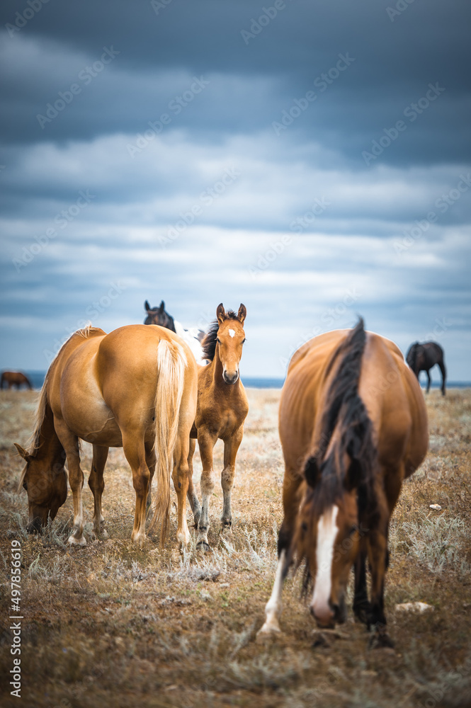 Obraz premium Horse in a field, farm animals, nature series