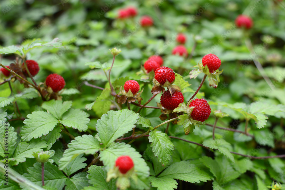 Obraz premium Ripe strawberries. Summer harvest. Spring