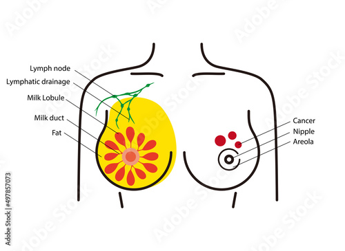 Anatomy of the female breast, ppt diagram