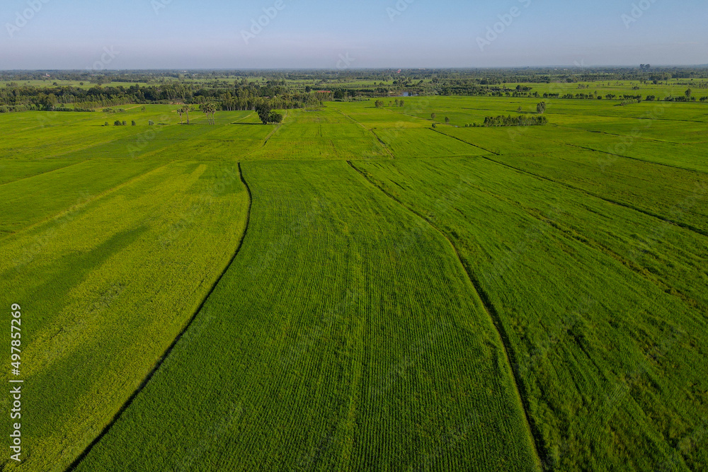 High Angle View Of Rice Field Landscape