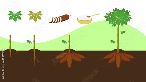 Cassava plant with leaves, bulbs, slices, tapioca. Sera order of growth. Illustration of cassava plants. photo