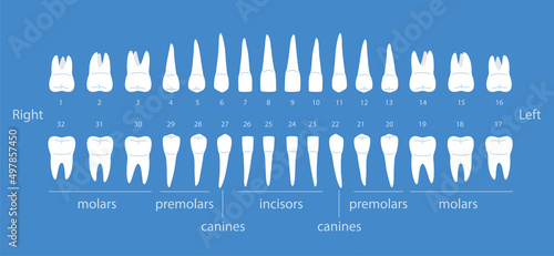 The chart of human teeth, vector illustration