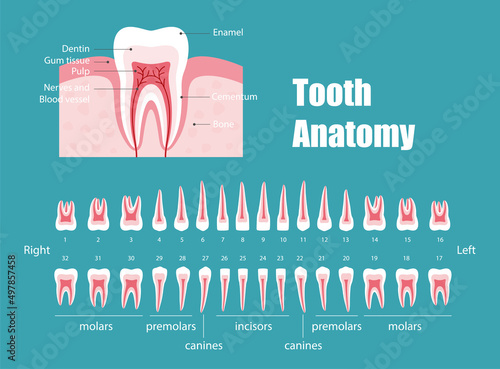 Teeth anatomy, diagram vector illustration