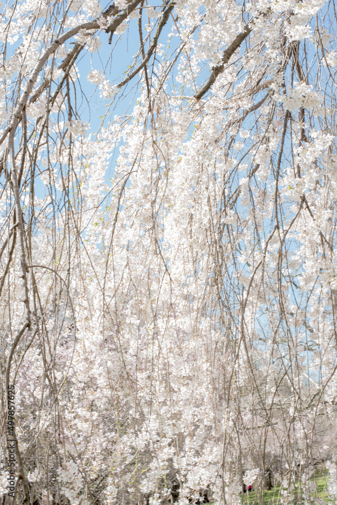 Fototapeta premium White cherry blossom tree