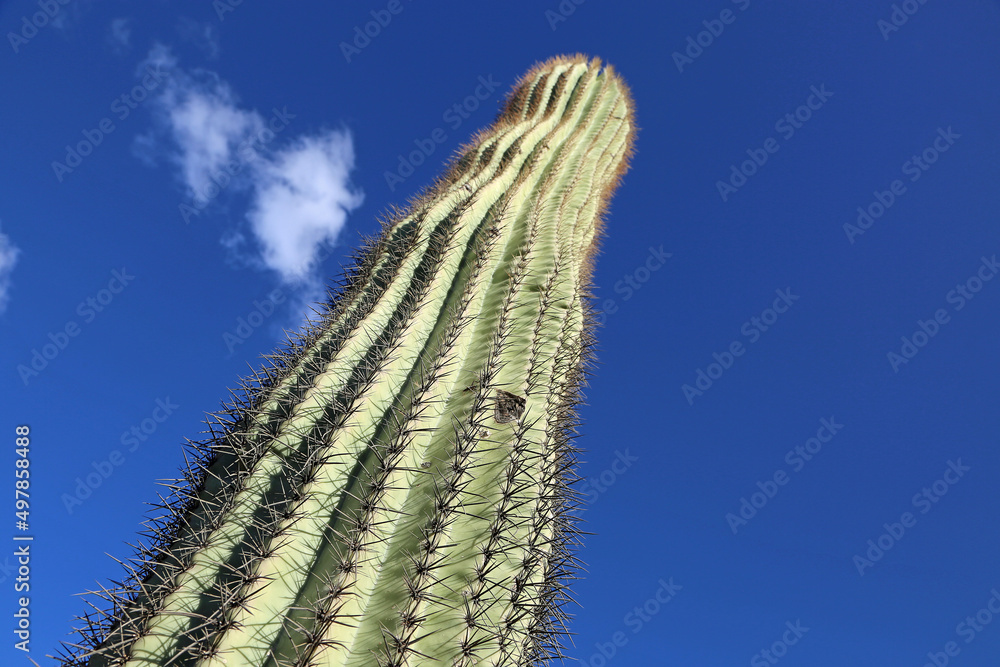 Saguaro on blue sky - Picacho Peak State Park, Arizona Saguaro on blue sky - Picacho Peak State Park, Arizona