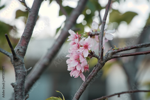 Cherry blossoms in spring with blurry background