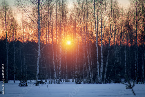 Birches in the snow at sunrise. Beautiful snowy spring landscape in the Russia.