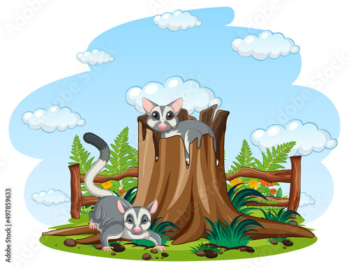 Two sugar gliders in the garden