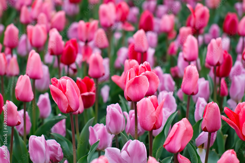 Pink tulips in a purplish field