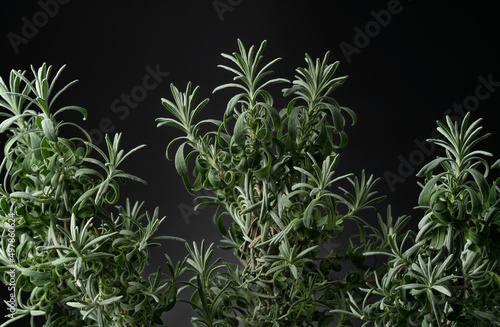 A variety of fresh green rosemary herb. Used in perfumery and medicine. Isolated black background.